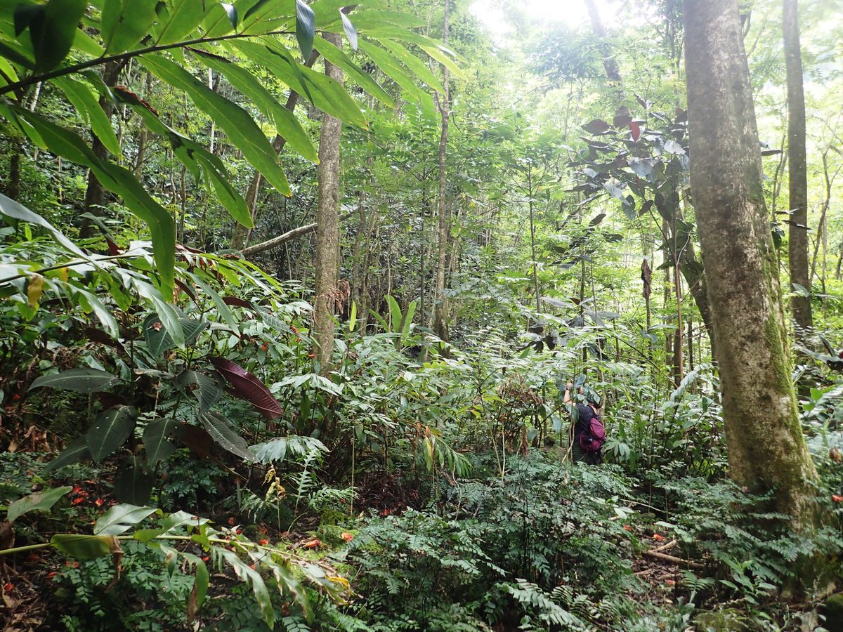 Evolutionary biologist Cindy Bick and her team spent hours looking for snails in the dense Tahitian forest.