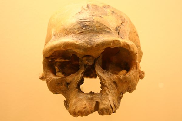 The first skull fossil from Jebel Irhoud, found by a miner in the early 1960s, was initially thought to belong to a Neanderthal.