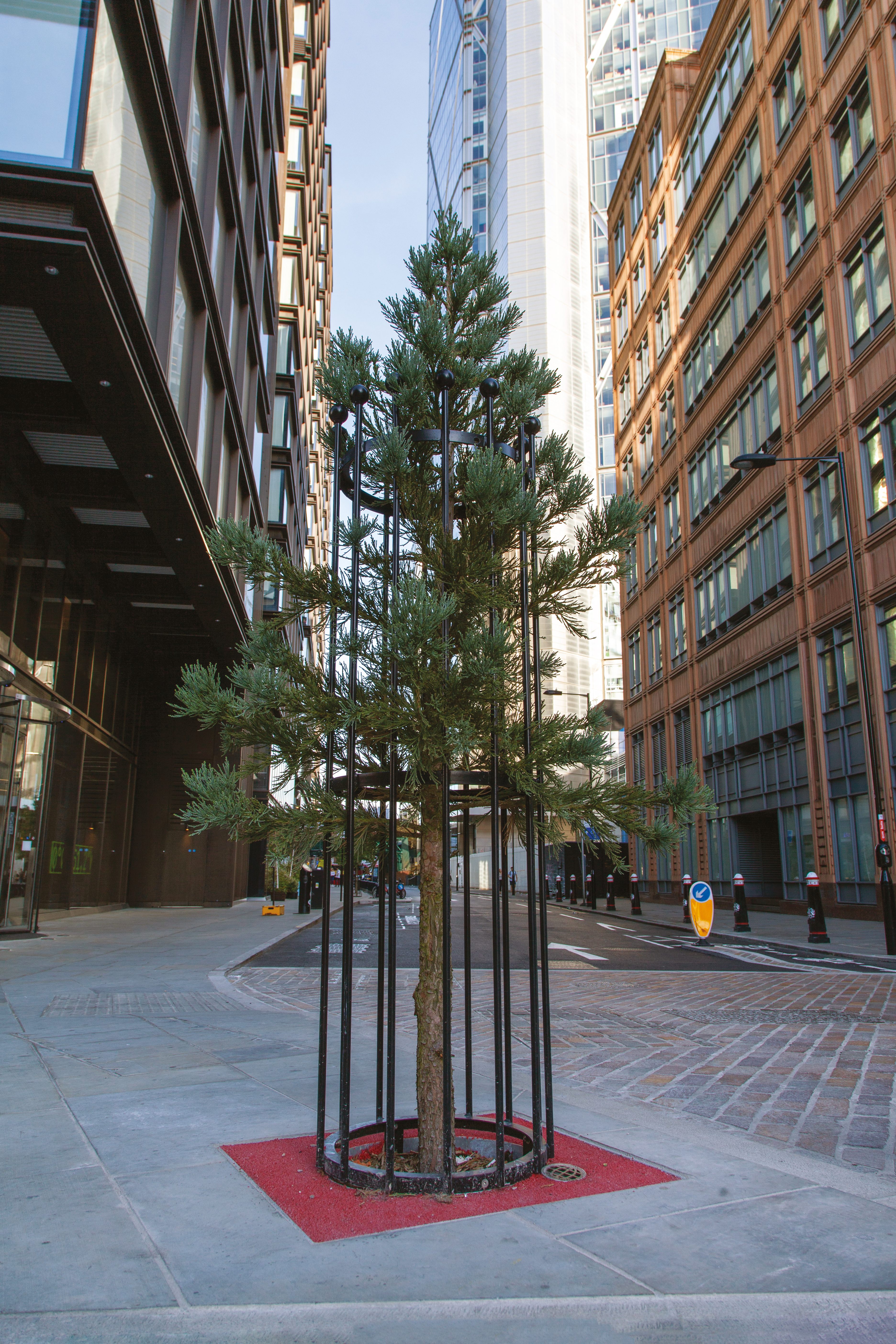 A newly planted, slow-growing <em>Pygmaeum</em> cultivar of Giant Redwood on the border of Hackney and the City of London.