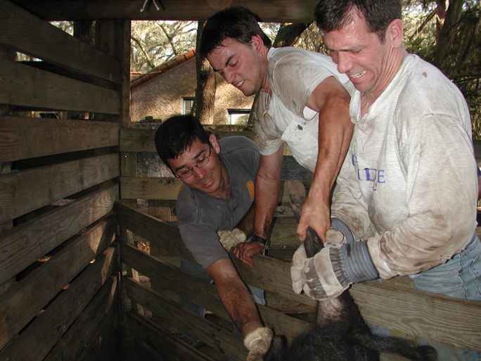 Dr. Michael Sturek and his colleagues wrestling hogs in 2002.