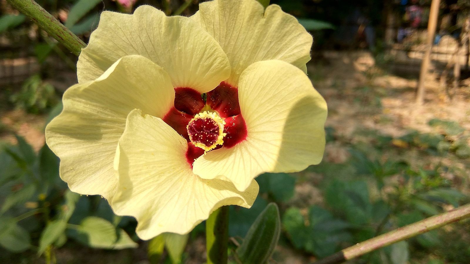 Okra flowers like this one opened and closed during August's total solar eclipse. 