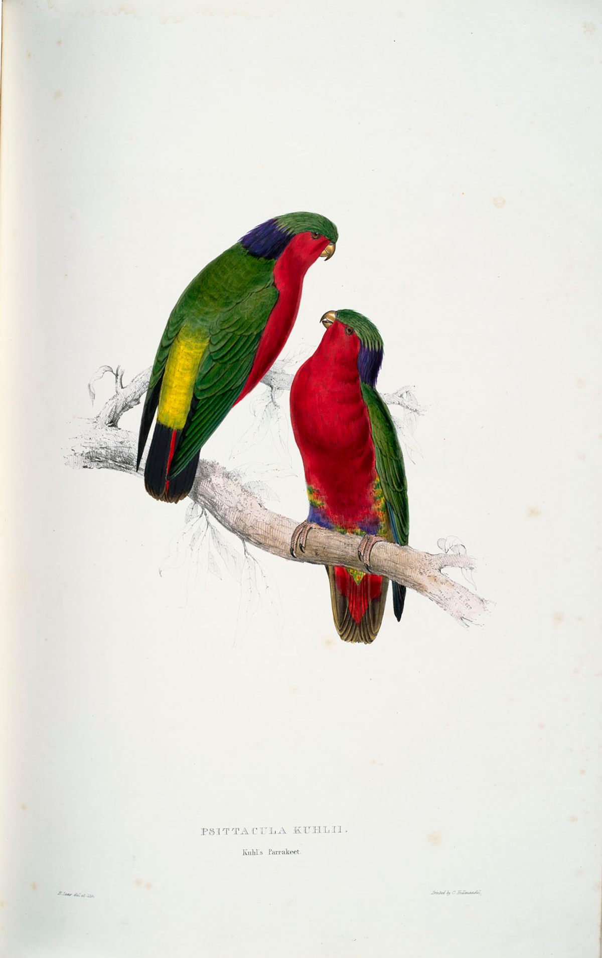 A pair of Kohl's parakeets, as drawn by Lear.