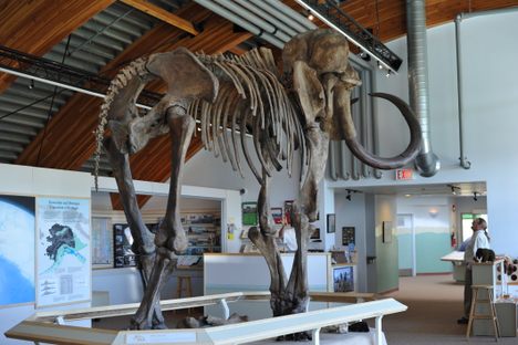 Mammoth skeleton at the centre. 