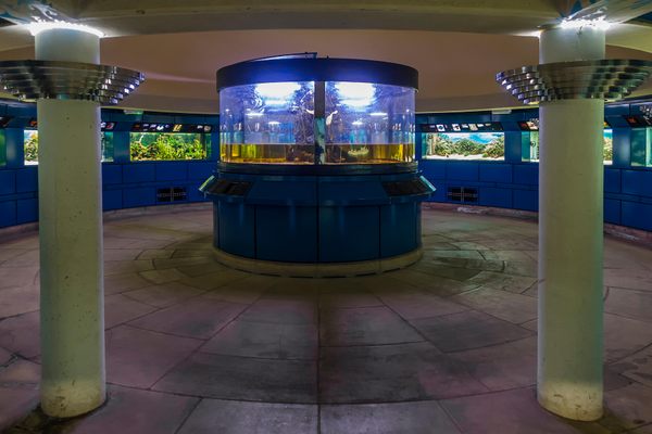 Marine Aquarium under the Palm House at Kew Gardens.