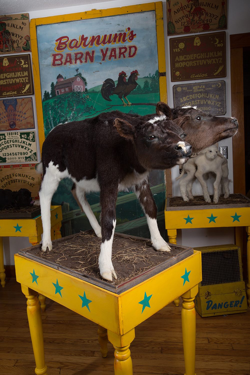 A taxidermied two-headed cow from the collection of Calvin von Crush.