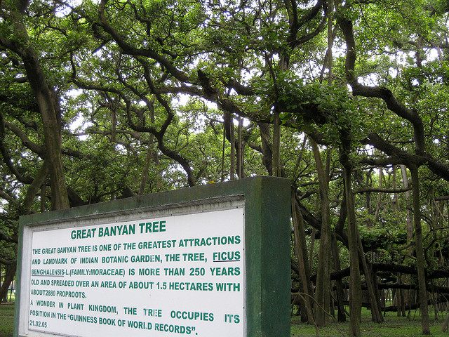 The Great Banyan Tree