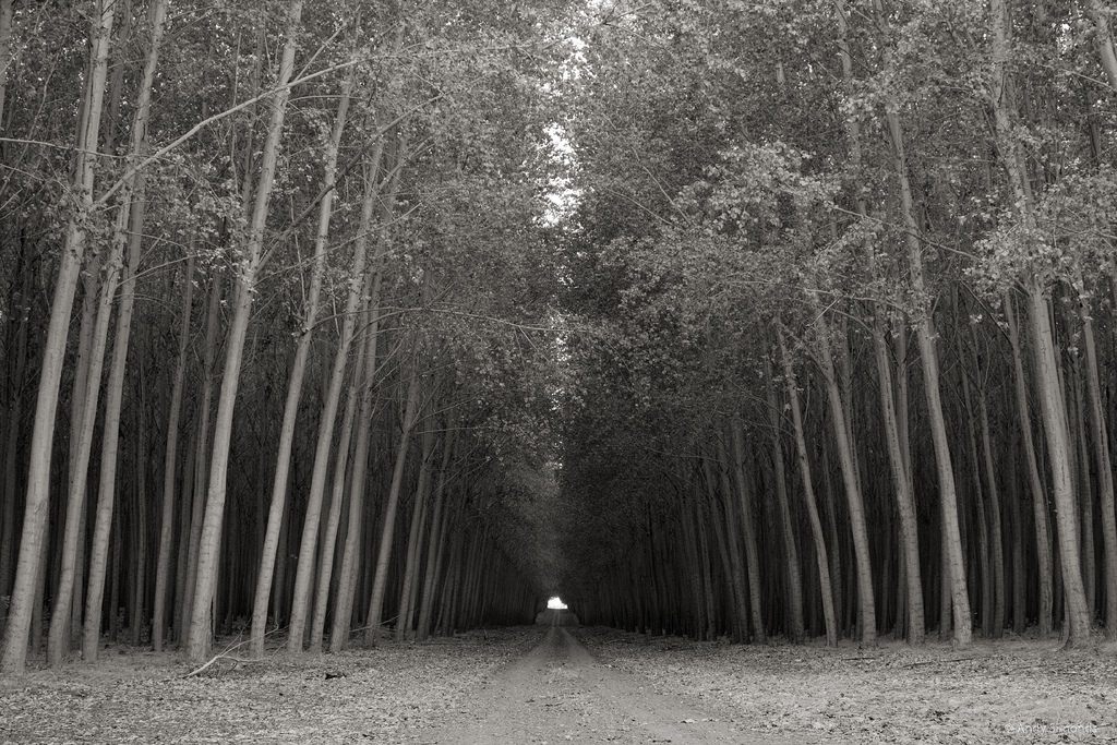 The Duplicative Forest in Oregon