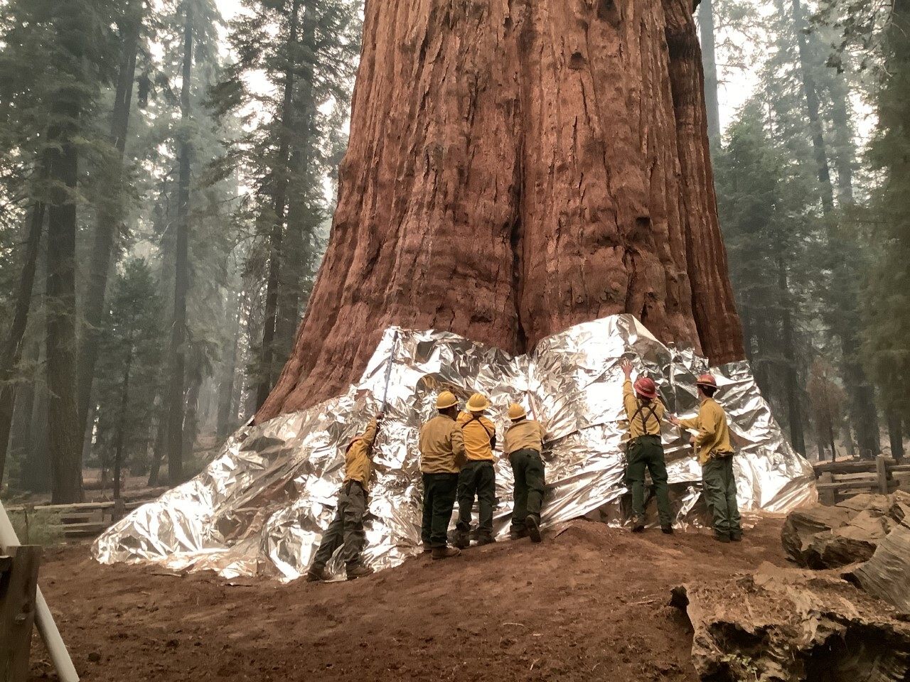 Firefighters and natural resource specialists wrap the base of General Sherman, the largest tree in the world by volume, with fire-resistant material.