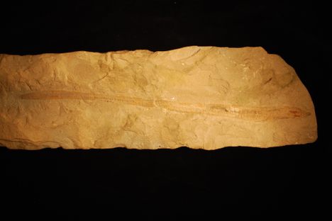 The Tethymyxine tapirostrum fossil.