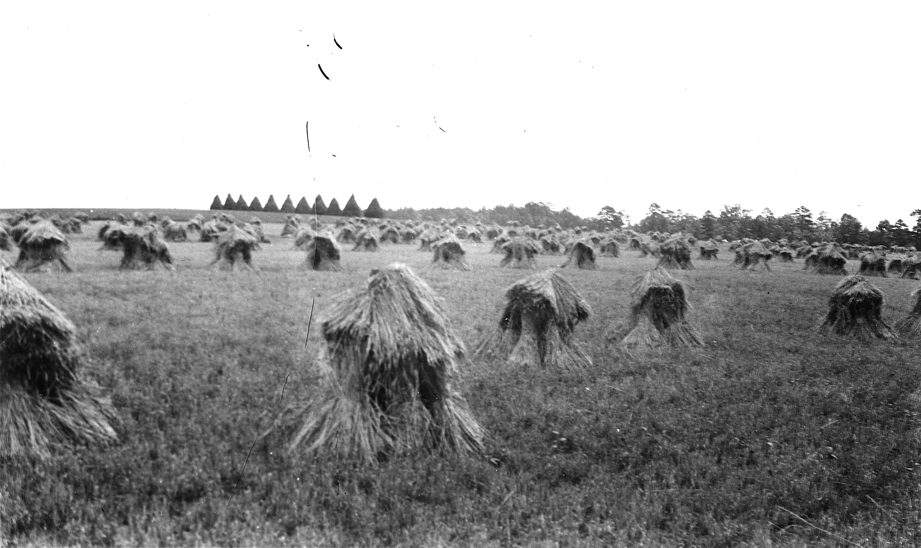 Carpenter Farm in North Carolina grew purple straw, as shown in this 1923 picture. 