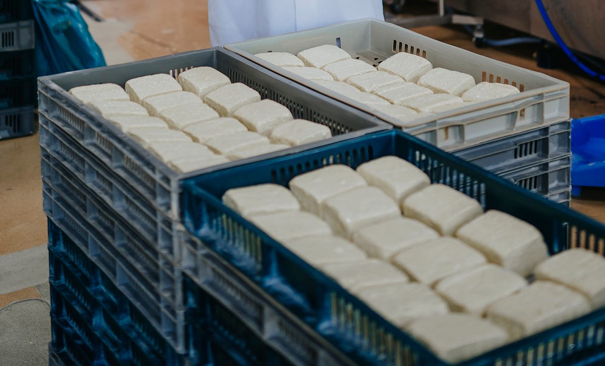 Tofu in Tofutown headquarters.