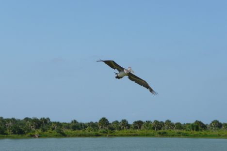 This brown pelican was caught in an oil spill before being cleaned and released at the Pelican Island National Wildlife Refuge.