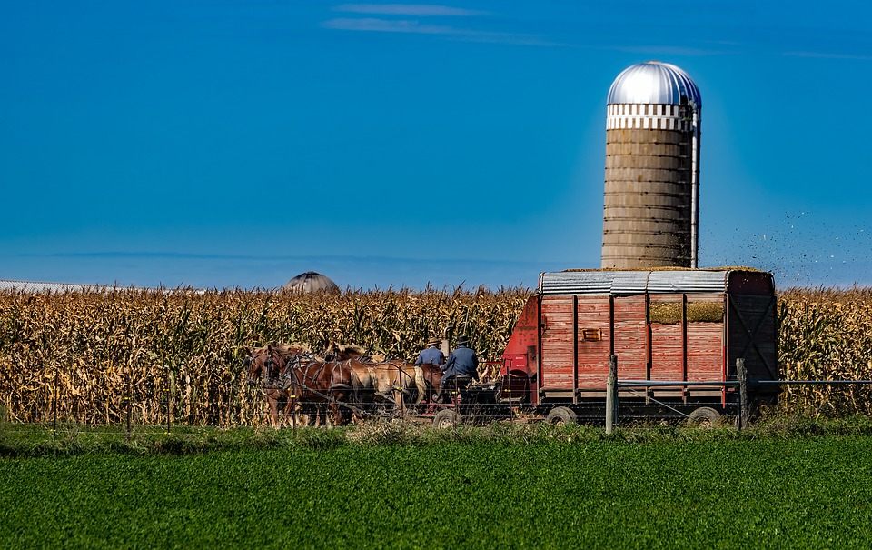An Amish farm in Indiana.