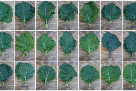 Nearly-lost collard green varieties are being preserved and propagated across the country.