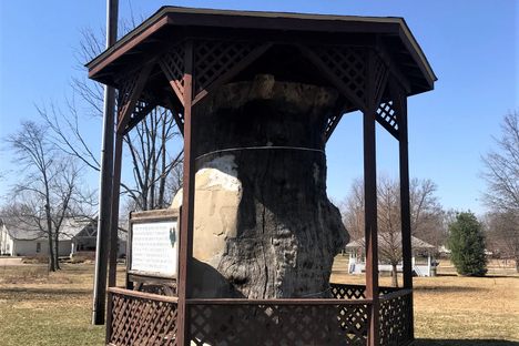 Big Sycamore Tree