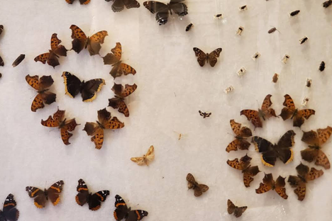 The Insect Asylum 