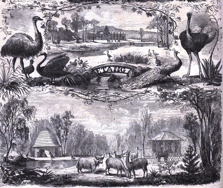 The Jardin d’ Acclimatation, illustrated in <em>Le Monde</em> in 1861, was part zoo, part proof of concept.