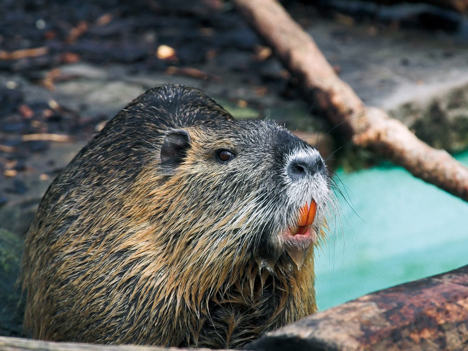 Nutria apparently taste like "dark turkey meat."