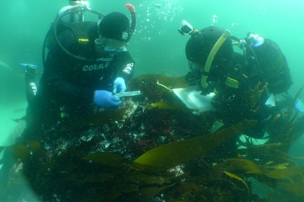 Divers on the site of the São José Paquete D'Africa wreck off the northwestern coast of Cape Town, South Africa.