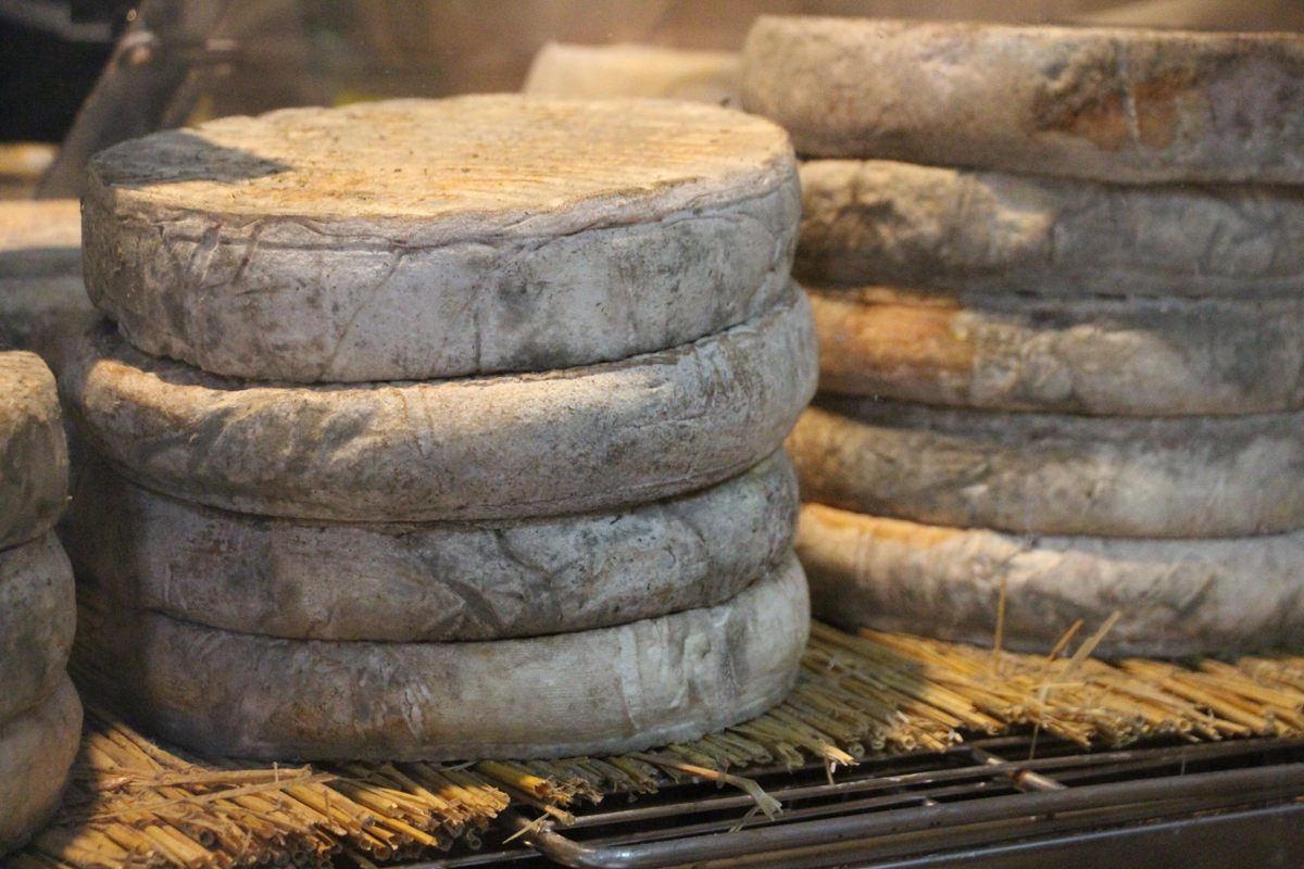Fuzzy wheels of gray Saint-Nectaire age in Borrell's cellars.