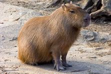 The cute capybara.