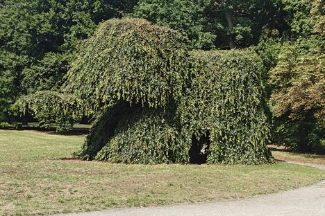 Elephant Tree