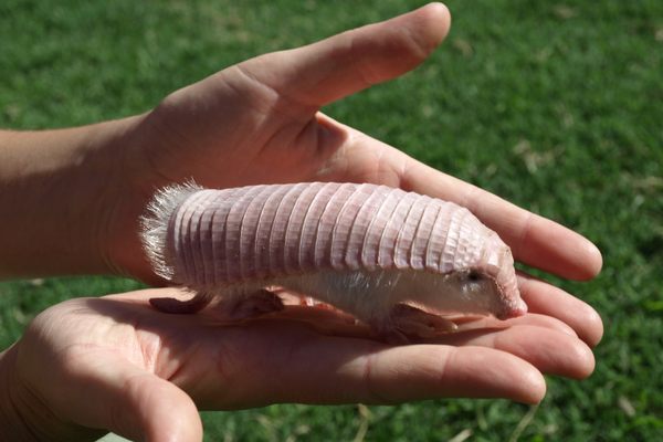 The pink fairy armadillo has adapted to life underground and is so rarely spotted that scientists know very little about the species.
