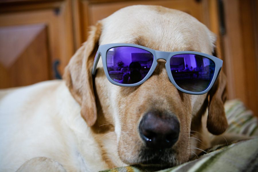 Eclipses aren't just for humans.