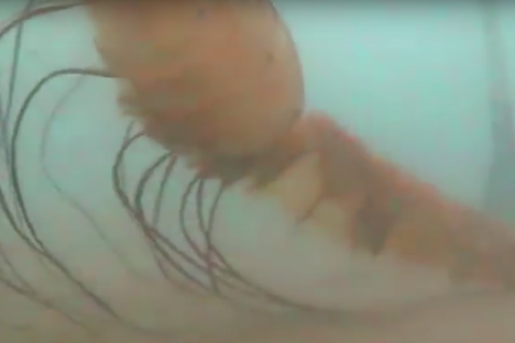 Watch Very Old Jellyfish Glide Beneath the Arctic Ice