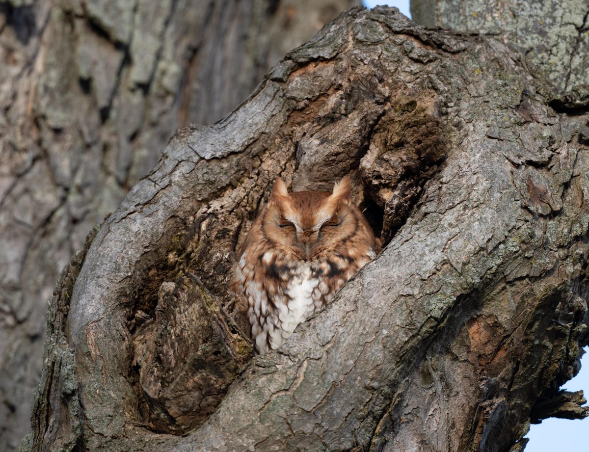 An Eastern screech-owl (specifically, a red morph like this one) attracted some human fans at Woodland Cemetery. If you see or hear an owl, be sure to respect its space.