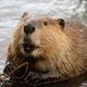 beaver profile photo