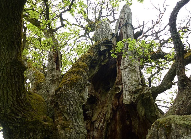 The tree is hollow in the middle.