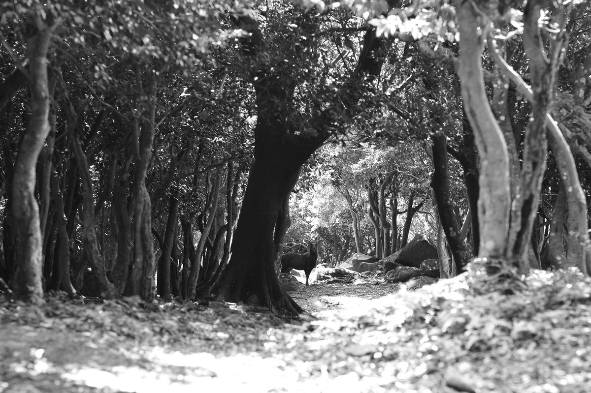 There are around 400 deer on the island.
