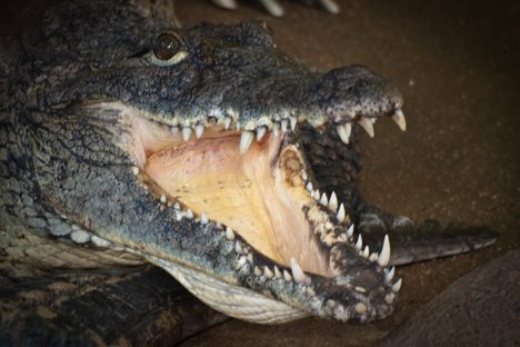 Crocodile at Alligator Bay
