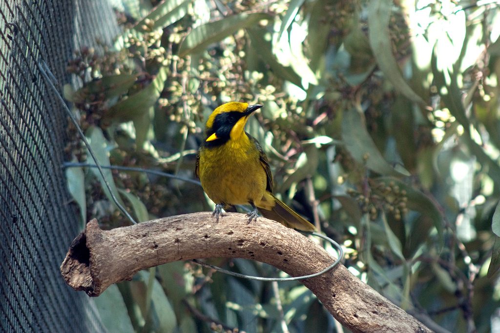 A helmeted honeyeater in captivity.