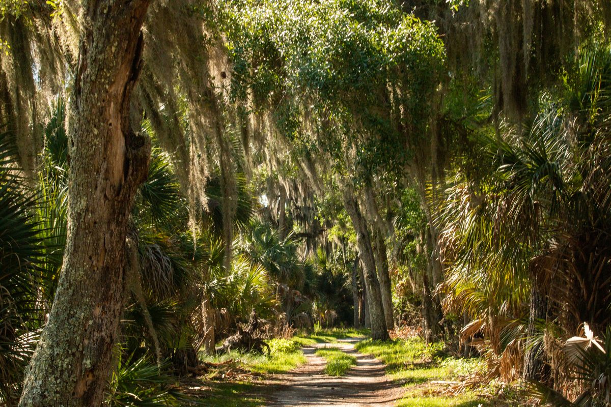 Spanish moss hangs heavily all over Ossabaw Island.