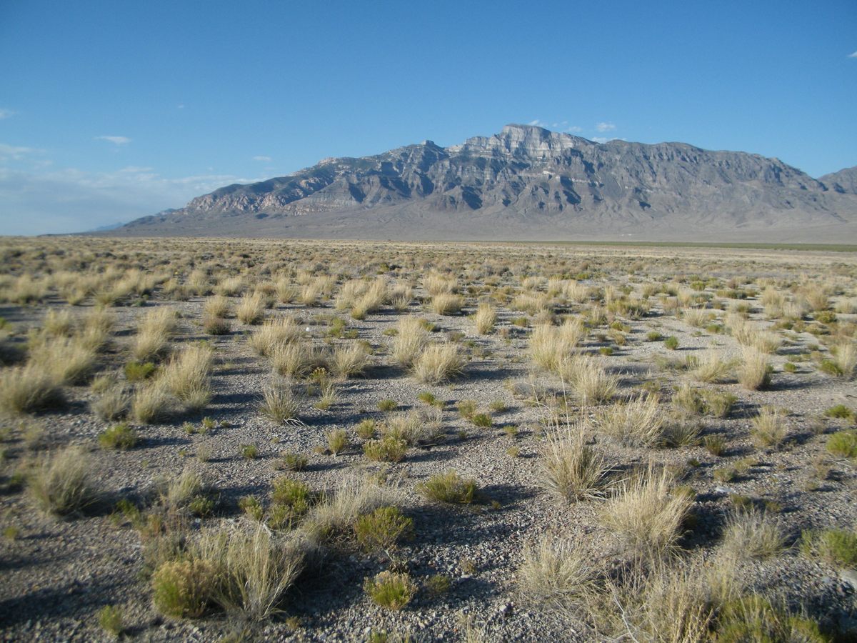Guensburg discovered the <em>Athenacrinus</em> somewhere around Confusion Range in western Utah.