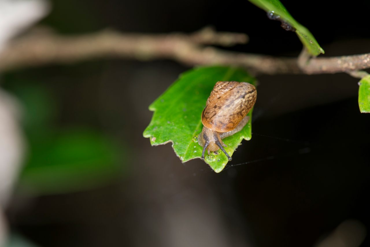 A small snail's new diet has some big implications.