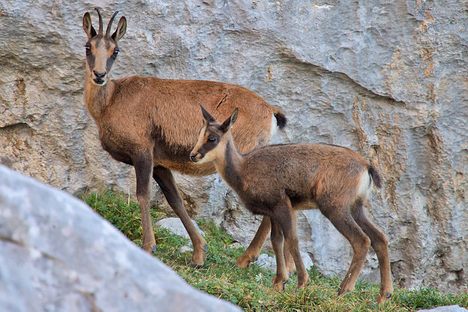 A mother Pyrenean Chamois and offspring.