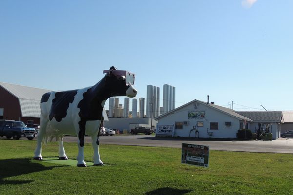 Lady LeWinDa Milkzalot beside Lowville Producers Dairy.