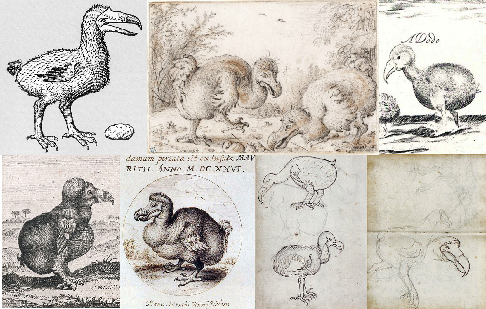 dodo - Atlas Obscura
