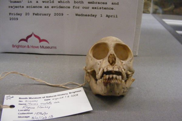 Rhesus monkey skull at the Booth Museum
