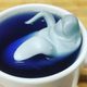 A ceramic manatee relaxes in butterfly pea tea.