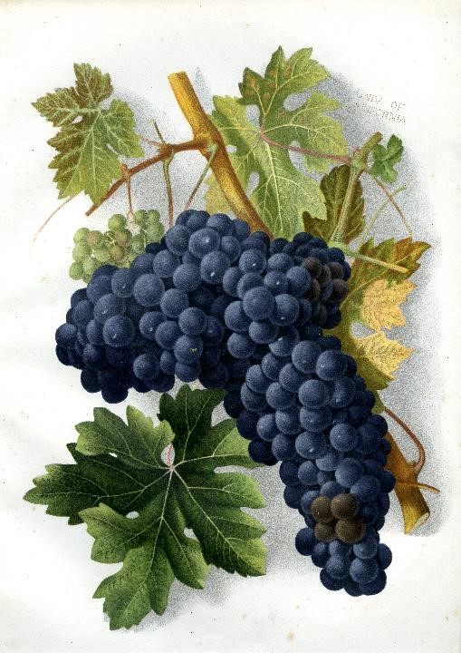 A hyper-realistic drawing of Zinfandel grapes, from 1887.