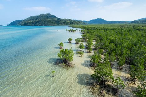 Iriomote is famously unsullied—with the exception of its problematic poop.
