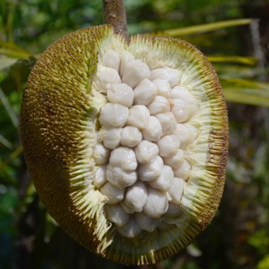 The hairy exterior houses white orbs that taste like a fruit cup.