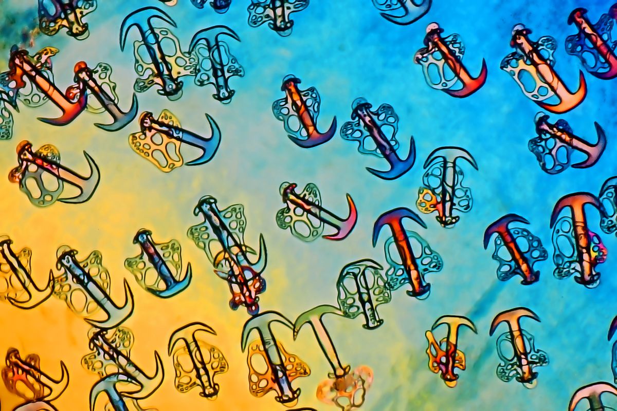 <em>Synapta</em> (sea cucumber) skin (18th Place).