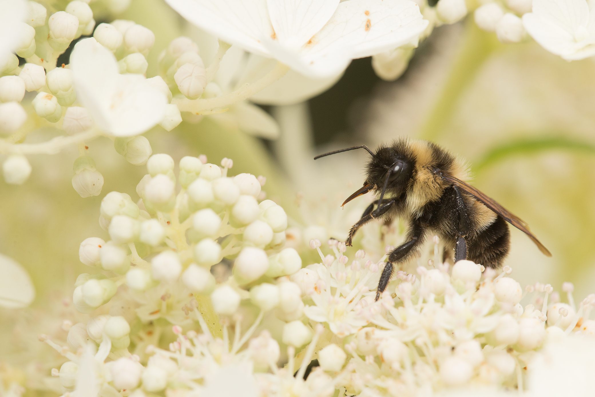 Today the rusty patched bumble bee exists only in Wisconsin and parts of Minnesota.