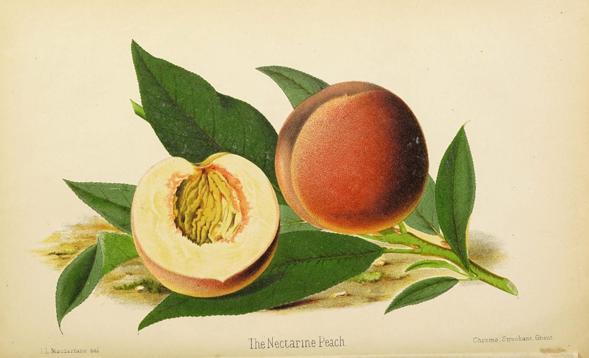 The nectarine peach, in vivid detail.