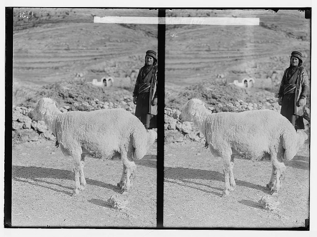 Some fat-tailed sheep sport curled tails.